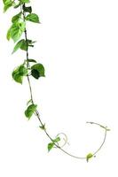 Hanging green vine