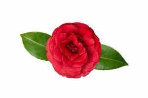 Red camellia flower on a white background