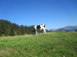 pastoreo de vacas en los dolomitas foto