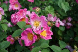 Colorful pink flower photo