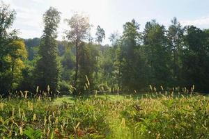 Meadow in the summer photo