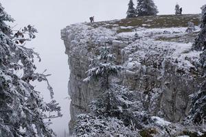 árboles cubiertos de nieve en el creux du van foto