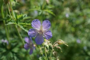 Purple wildflower on the field photo