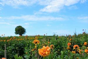 Field with flowers photo