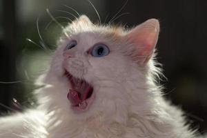 Surprised white cat photo