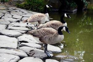 Three geese near pond photo