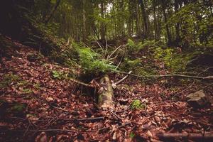 árbol caído en un bosque foto