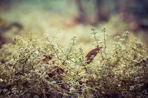 Green plants on ground photo