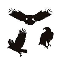 Set of bald eagle bird silhouettes vector