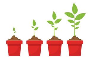 Plant growing stages vector