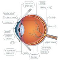anatomía del ojo humano vector