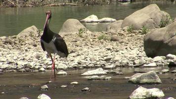 Black stork fishing fish in the mountain river video