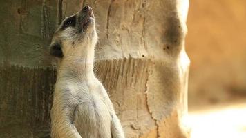 meerkat schildwacht