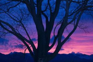 Silhouette of tree with sunset photo