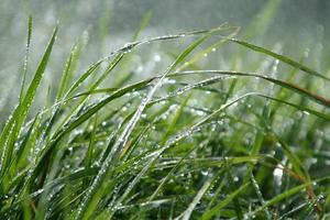 Green grass in the rain photo