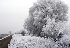 Road near ice covered landscape photo