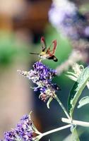 Colibrí polilla halcón en flores de color púrpura foto