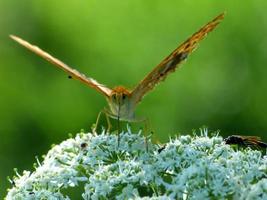 primer plano, de, mariposa, en, flor blanca foto