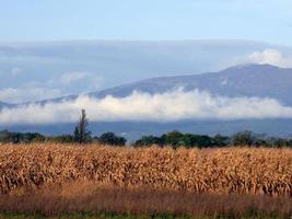 campo de trigo en francia foto