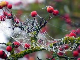 Spider web and red berries photo