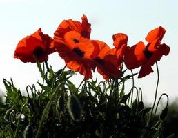 primer plano, de, amapolas rojas foto