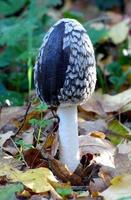 Close-up of a black mushroom photo