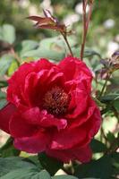 Close-up of a red peony photo