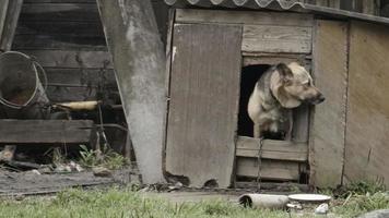 cachorro espiando para fora da casinha video