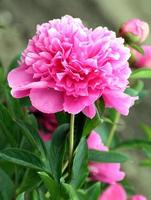 Close-up of a delicate peony photo