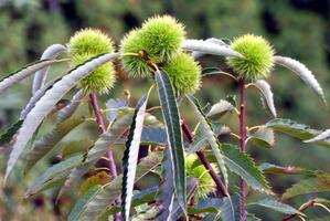 Close-up of chestnuts growing on a branch photo