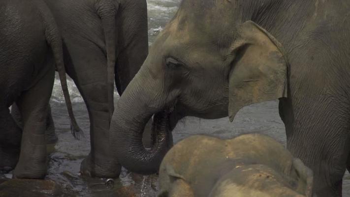 SLOW MOTION: Big old elephant drinking water 1271373 Stock Video at Vecteezy