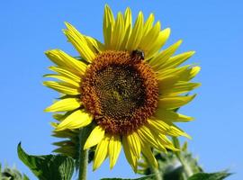 Close-up of a sunflower photo