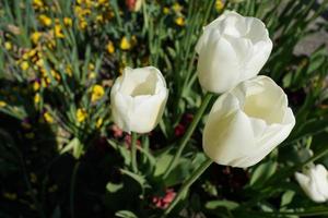 White tulips in the park photo