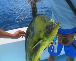 Baja fishing Dorado 02 video