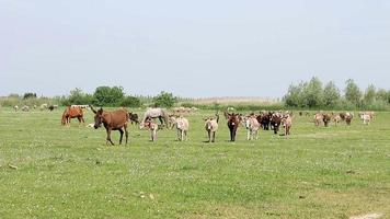 ezels lopen op veld