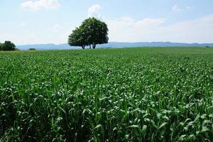 Landscape in Zollikon photo