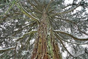 árbol en invierno foto