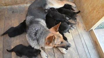 Mother dog feeding her puppies video
