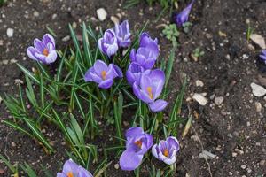 Purple crocus flowers photo