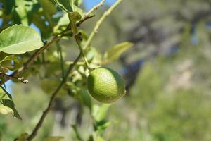 Tree in the garden photo