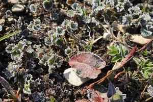 Frozen leaves and plants photo