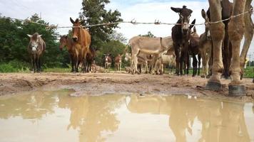 flock åsnor och mulor bakom staketet video