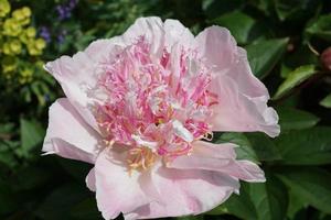 Peony in the park photo