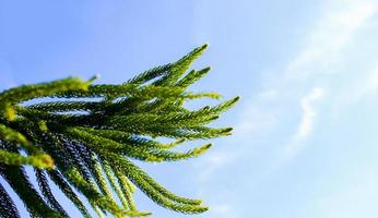 Close-up of pine leaves photo