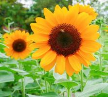 Sunflowers blooming in a garden photo
