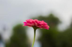 Close-up of a pink flower photo