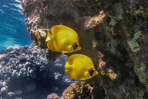 Pair of butterfly fish