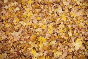 hojas de otoño brillantes foto
