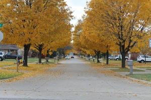 Fall leaves on the trees photo