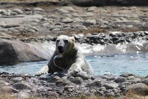 Polar bear swimming in the water photo